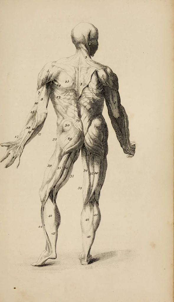 An illustration from The elements of drawing : in its various branches, for the use of students ... containing several hundred examples, from the works of the greatest masters, 1827, leaf 169