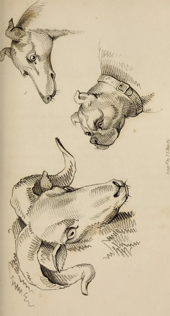 An illustration from The elements of drawing : in its various branches, for the use of students ... containing several hundred examples, from the works of the greatest masters, 1827, leaf 181