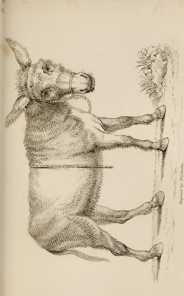 An illustration from The elements of drawing : in its various branches, for the use of students ... containing several hundred examples, from the works of the greatest masters, 1827, leaf 187