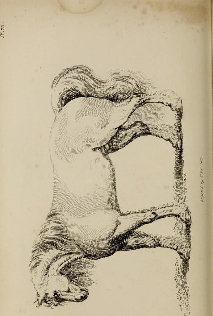 An illustration from The elements of drawing : in its various branches, for the use of students ... containing several hundred examples, from the works of the greatest masters, 1827, leaf 190
