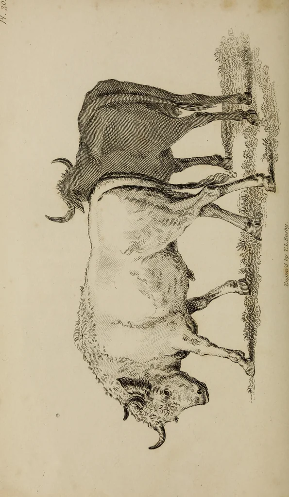 An illustration from The elements of drawing : in its various branches, for the use of students ... containing several hundred examples, from the works of the greatest masters, 1827, leaf 196