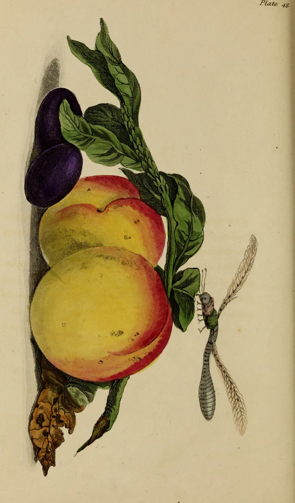 An illustration from The elements of drawing : in its various branches, for the use of students ... containing several hundred examples, from the works of the greatest masters, 1827, leaf 248