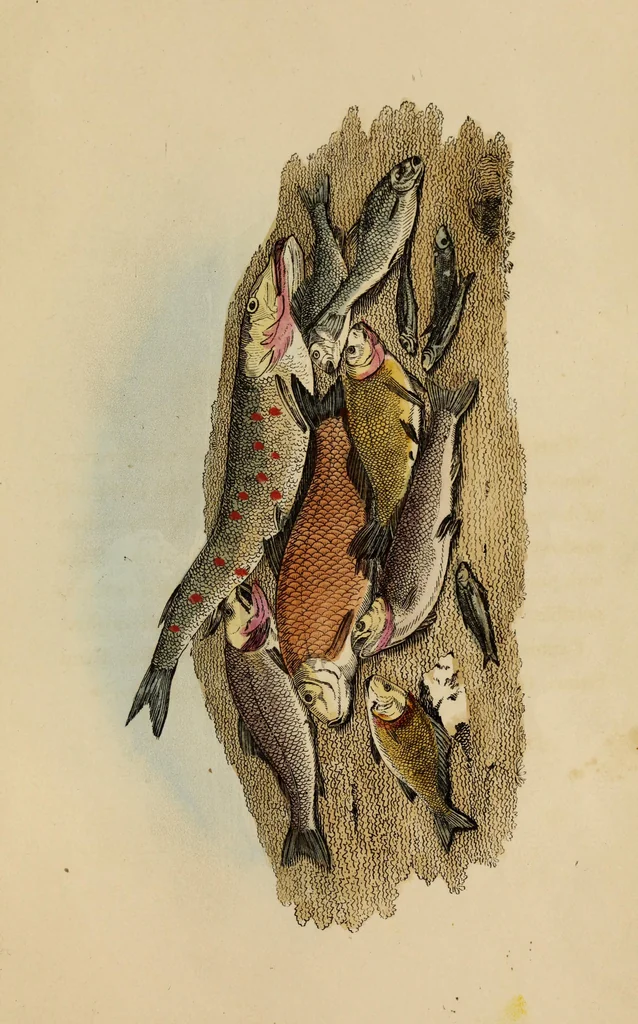 An illustration from The elements of drawing : in its various branches, for the use of students ... containing several hundred examples, from the works of the greatest masters, 1827, leaf 251