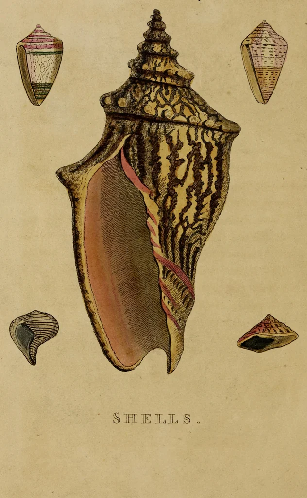 An illustration from The elements of drawing : in its various branches, for the use of students ... containing several hundred examples, from the works of the greatest masters, 1827, leaf 254