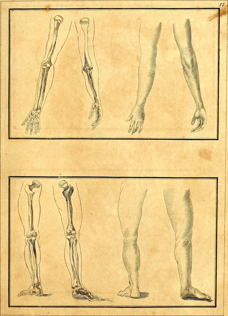 An illustration from Elements of drawing exemplified in a variety of figures and sketches of parts of the human form, 1814, leaf 42