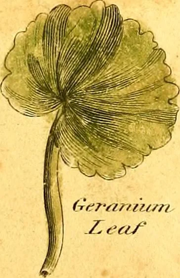 An illustration from Elements of drawing exemplified in a variety of figures and sketches of parts of the human form, 1814, leaf 58
