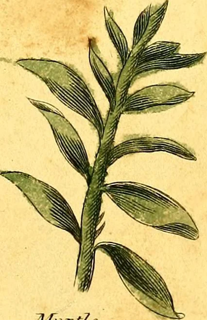 An illustration from Elements of drawing exemplified in a variety of figures and sketches of parts of the human form, 1814, leaf 58