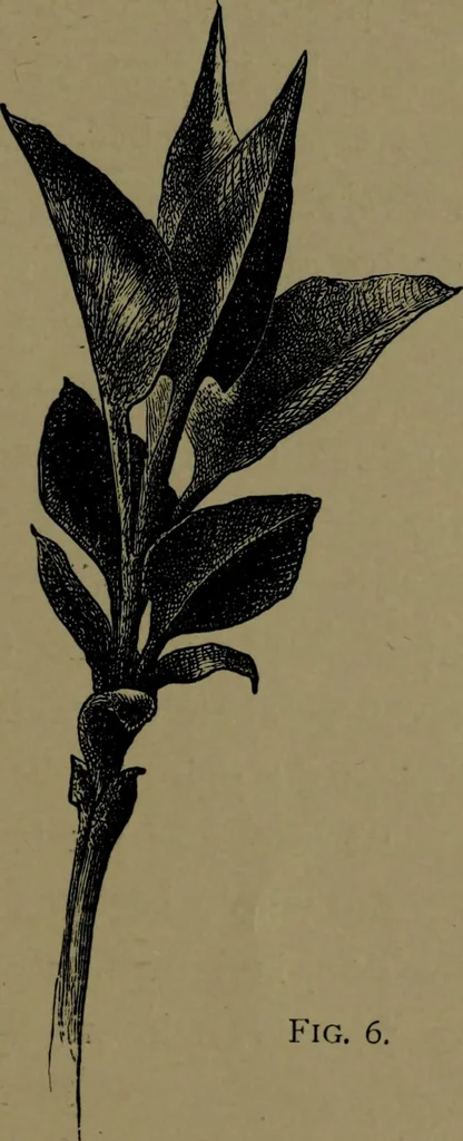 An illustration from The elements of drawing in three letters to beginners, 1898, leaf 117