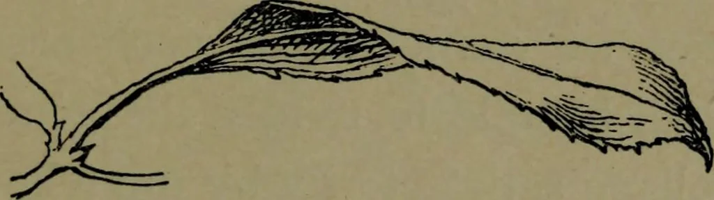 An illustration from The elements of drawing in three letters to beginners, 1898, leaf 121