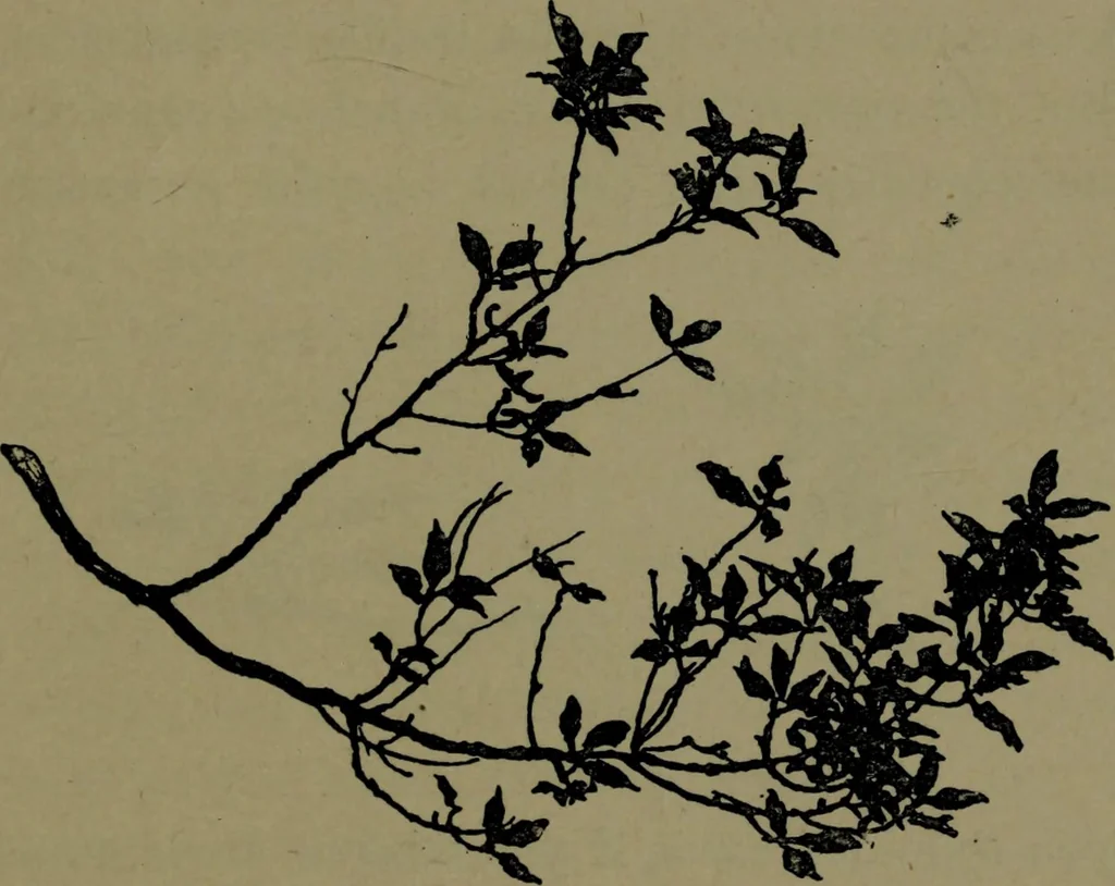 An illustration from The elements of drawing in three letters to beginners, 1898, leaf 123