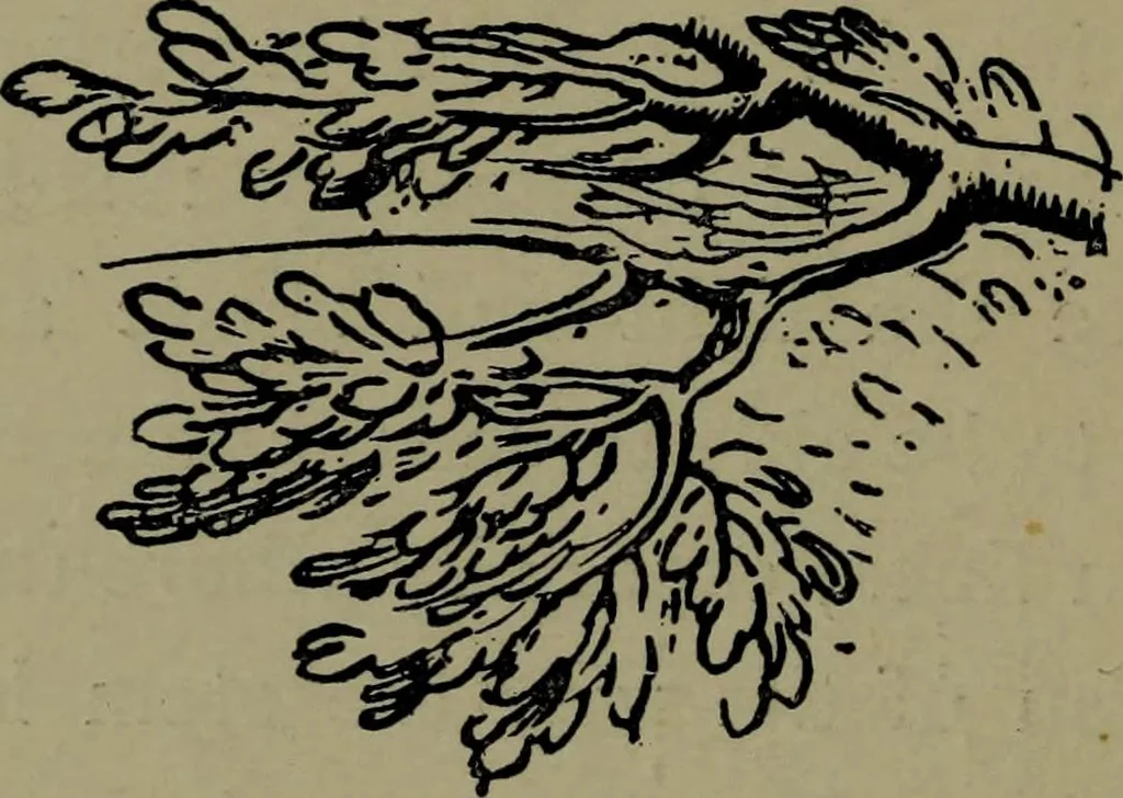 An illustration from The elements of drawing in three letters to beginners, 1898, leaf 212