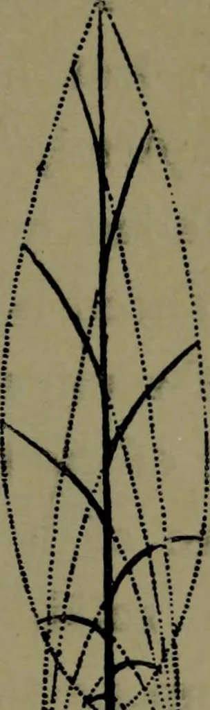 An illustration from The elements of drawing in three letters to beginners, 1898, leaf 315