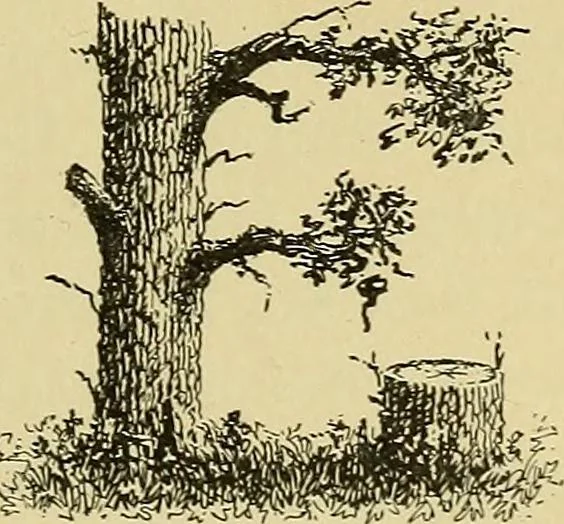An illustration from Elements of lettering ... A treatise on the history, classification, and practical application of the various styles of letters of the alphabet, 1899, leaf 45