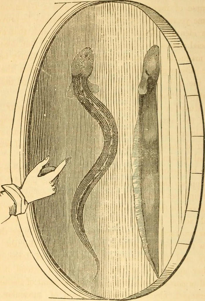 An illustration from The elements of natural philosophy : copiously illustrated by familiar experiments and containing descriptions of instruments, with directions for using : designed for the use of schools and academies, 1856, leaf 248