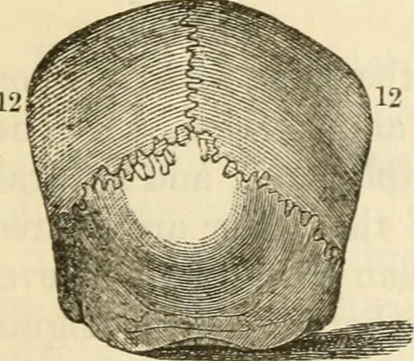 An illustration from Elements of phrenology, 1850, leaf 105