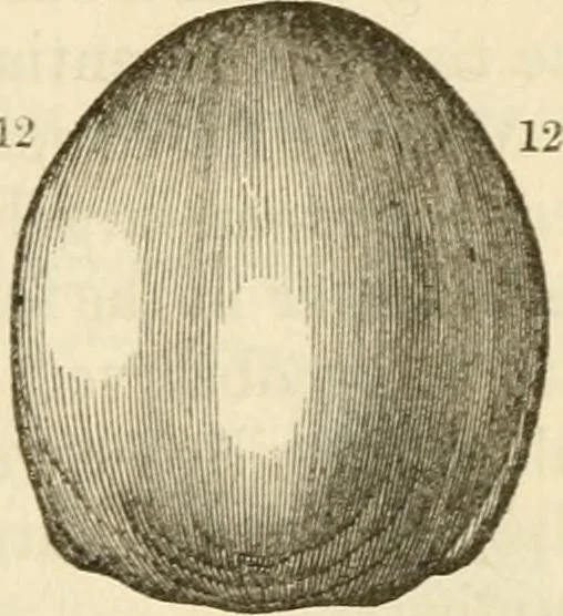 An illustration from Elements of phrenology, 1850, leaf 105