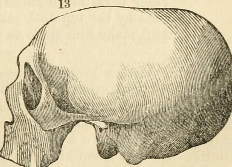 An illustration from Elements of phrenology, 1850, leaf 107