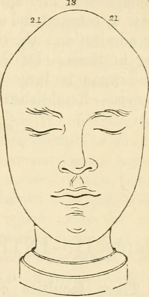 An illustration from Elements of phrenology, 1850, leaf 125