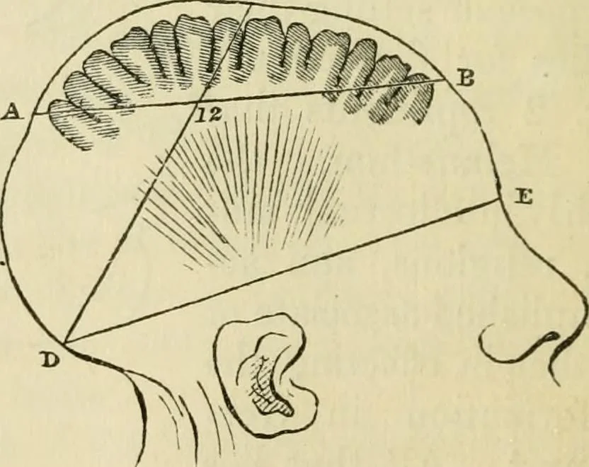 An illustration from Elements of phrenology, 1850, leaf 44