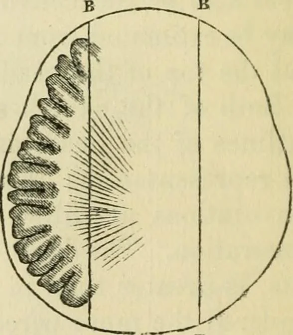 An illustration from Elements of phrenology, 1850, leaf 46