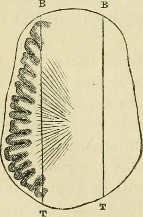 An illustration from Elements of phrenology, 1850, leaf 46