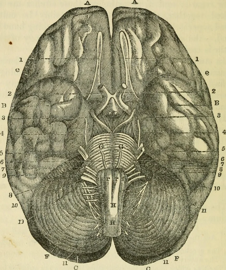 An illustration from Elements of phrenology, 1850, leaf 58
