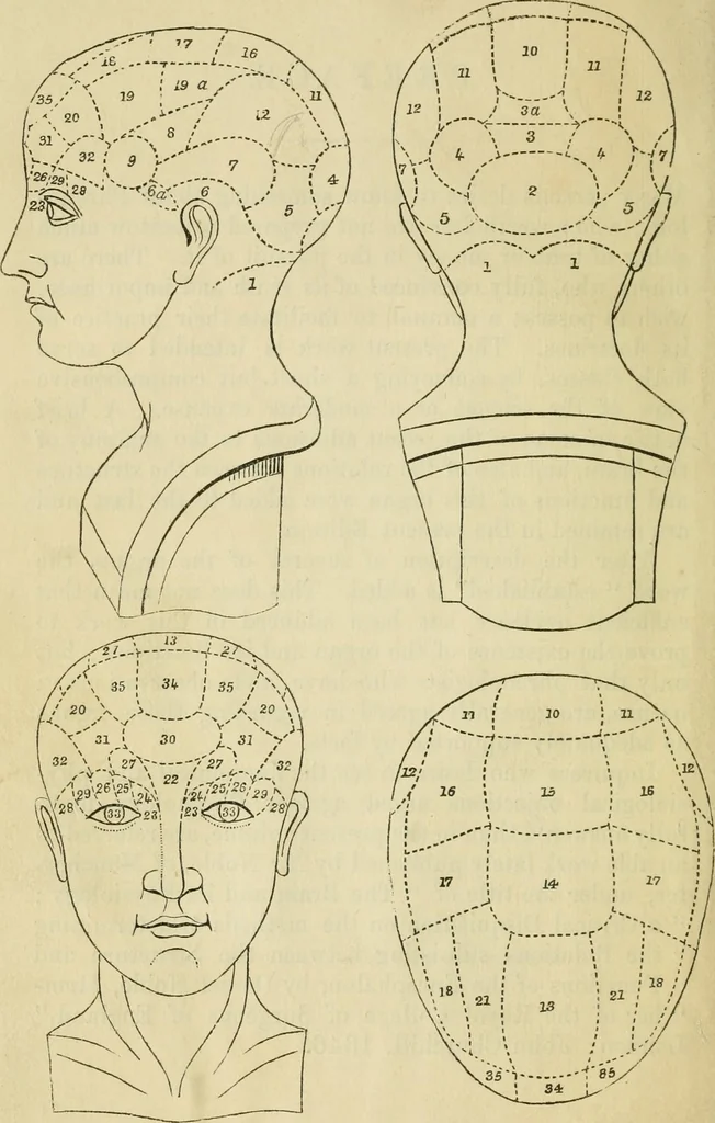 An illustration from Elements of phrenology, 1850, leaf 6