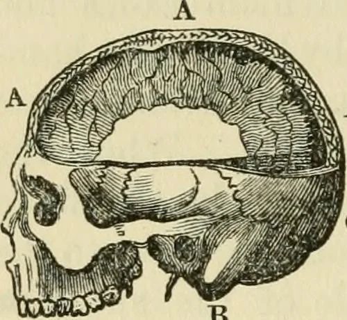 An illustration from Elements of phrenology, 1850, leaf 62