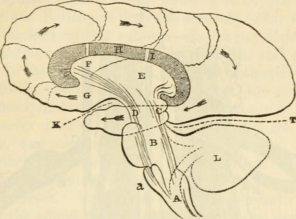 An illustration from Elements of phrenology, 1850, leaf 65