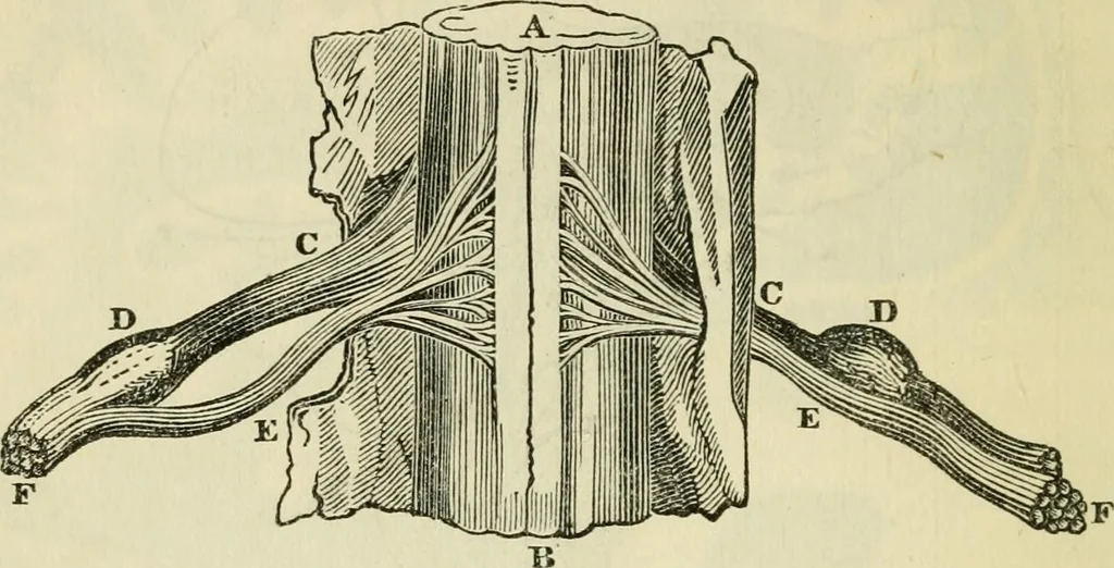 An illustration from Elements of phrenology, 1850, leaf 66