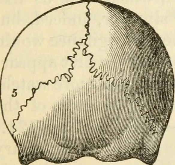 An illustration from Elements of phrenology, 1850, leaf 85