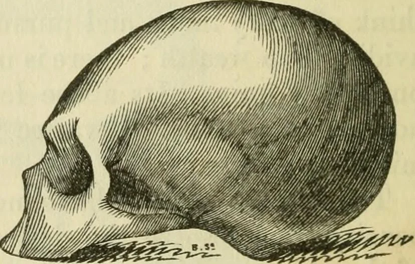 An illustration from Elements of phrenology, 1850, leaf 96