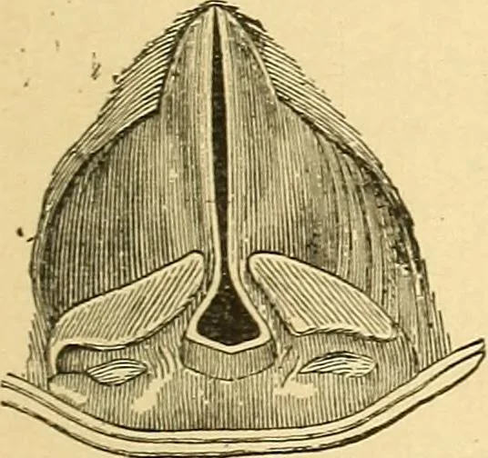 An illustration from Elements of physics, 1903, leaf 308