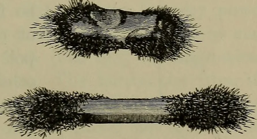 An illustration from Elements of physics, 1900, leaf 232
