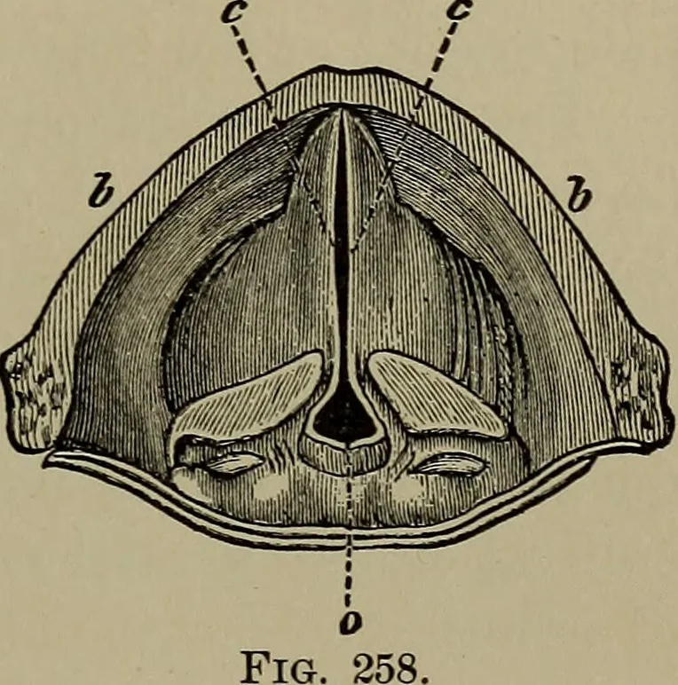 An illustration from Elements of physics, 1900, leaf 394