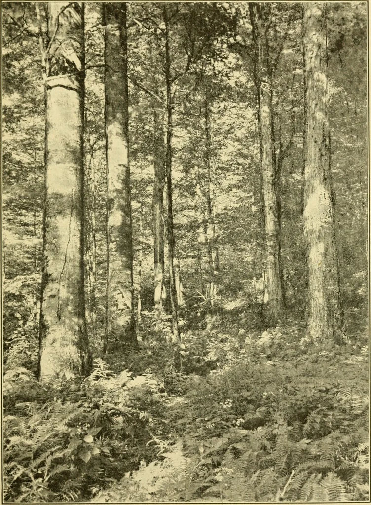 An illustration from ...Elements of woodwork, 1911, leaf 46