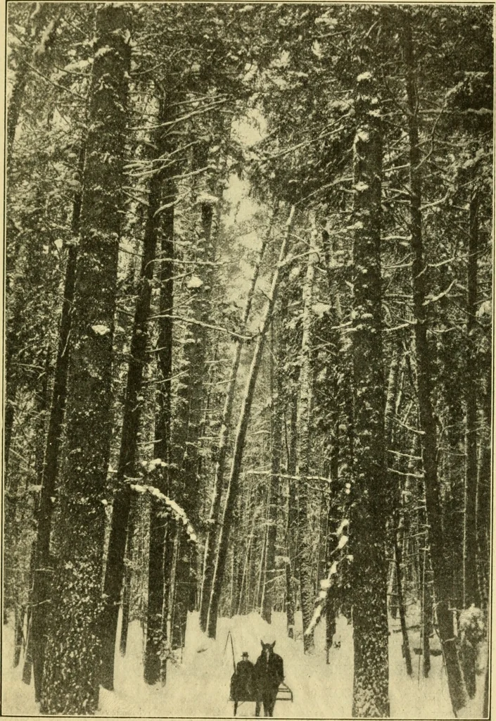 An illustration from ...Elements of woodwork, 1911, leaf 54