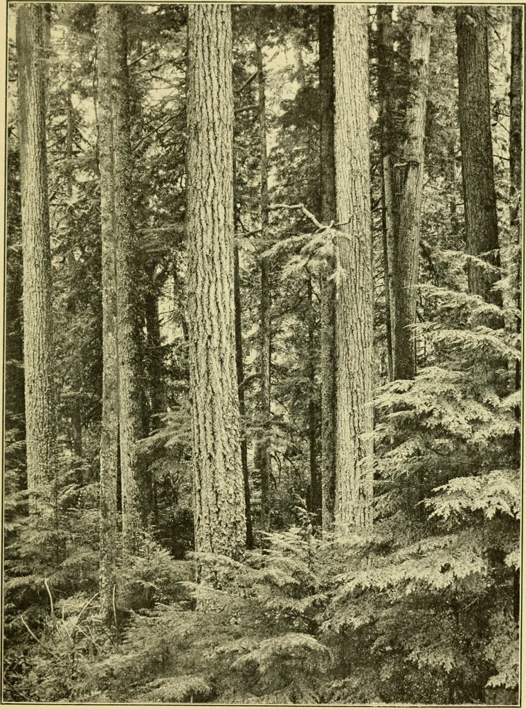 An illustration from ...Elements of woodwork, 1911, leaf 56