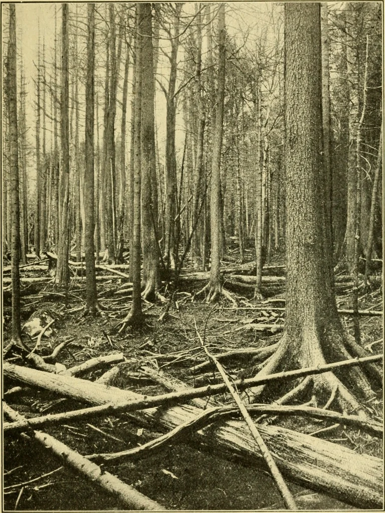 An illustration from ...Elements of woodwork, 1911, leaf 58