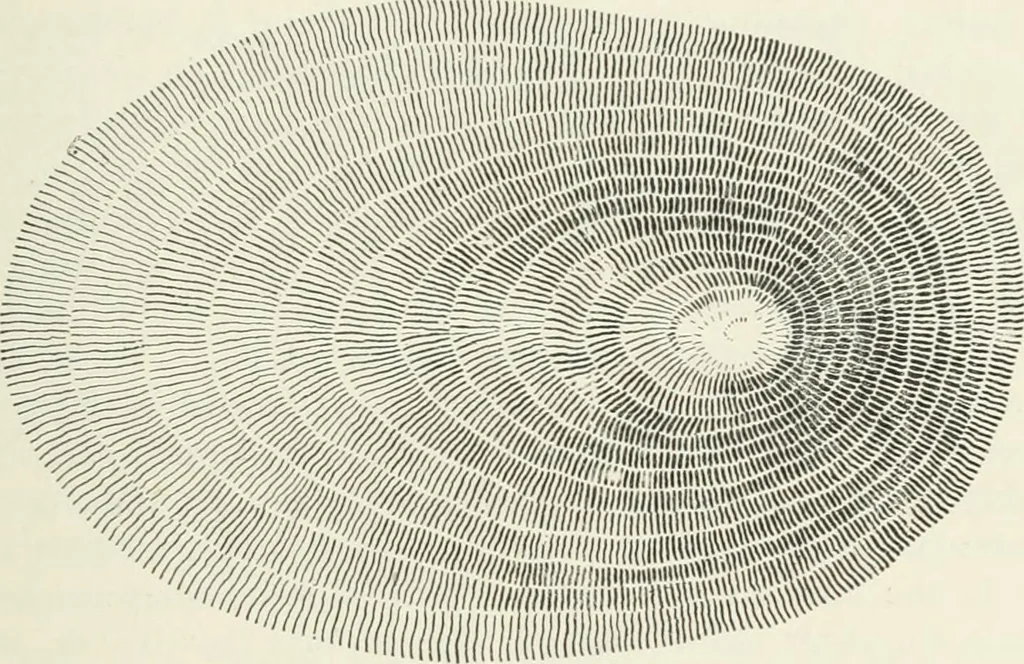 An illustration from The elements of railroad engineering, 1897, leaf 198