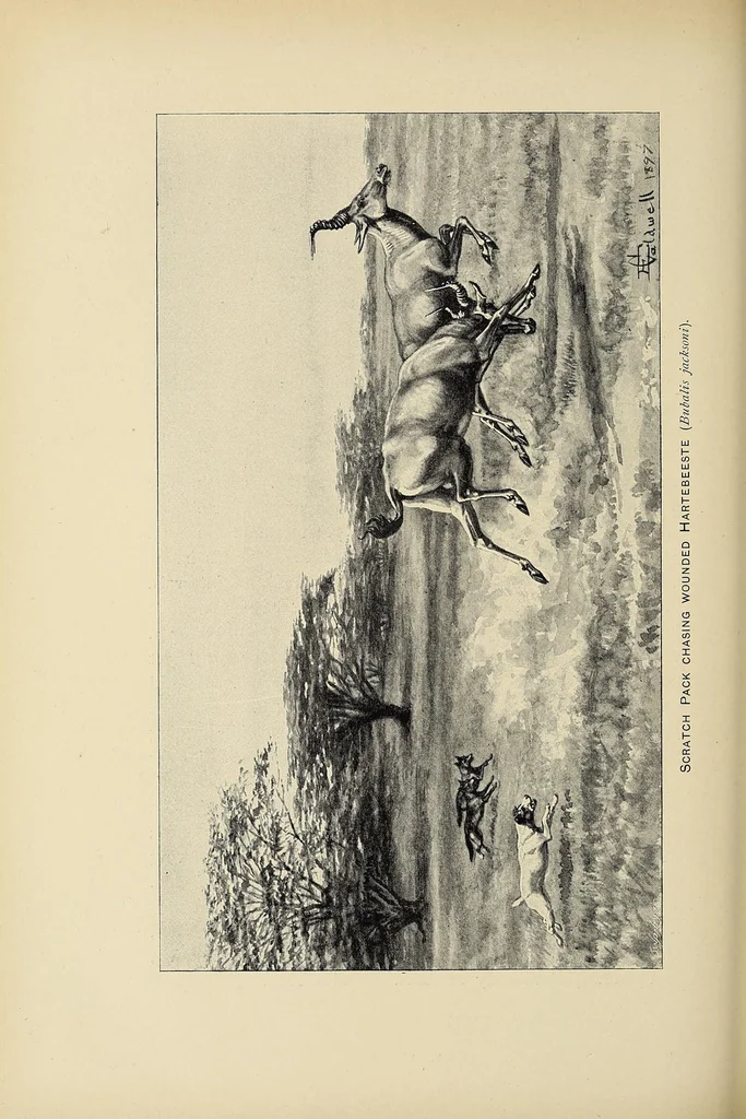 An illustration from Elephant-hunting in East Equatorial Africa : being an account of three years' ivory-hunting under Mount Kenia and among the Ndorobo savages of the Lorogi Mountains, including a trip to the north of Lake Rudolph, 1898, leaf 272