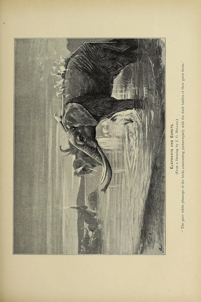 An illustration from Elephant-hunting in East Equatorial Africa : being an account of three years' ivory-hunting under Mount Kenia and among the Ndorobo savages of the Lorogi Mountains, including a trip to the north of Lake Rudolph, 1898, leaf 325