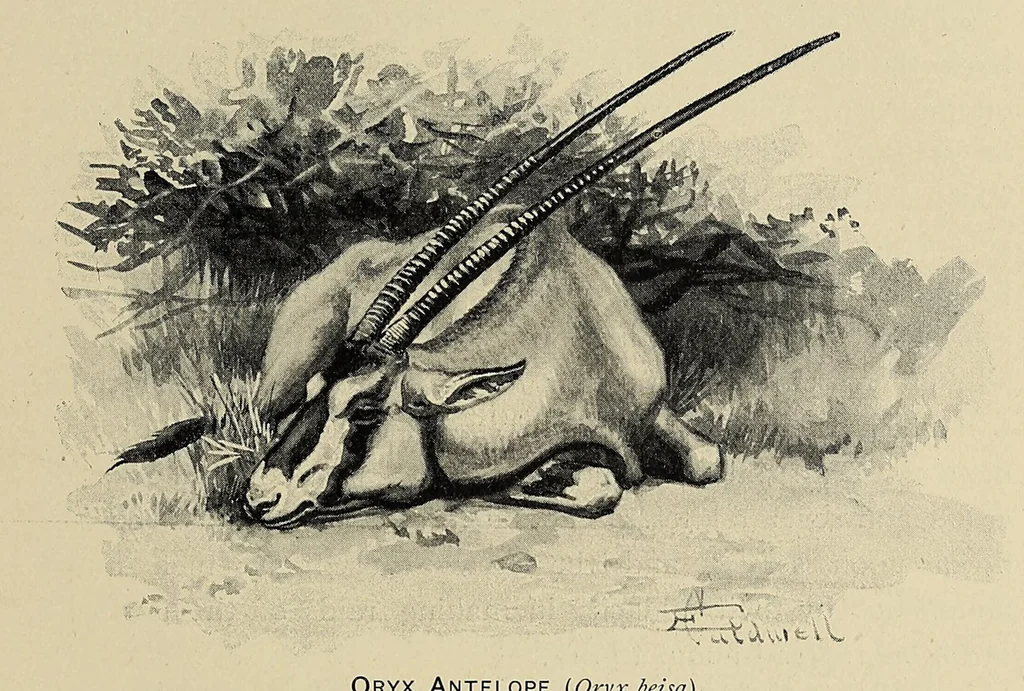 An illustration from Elephant-hunting in East Equatorial Africa : being an account of three years' ivory-hunting under Mount Kenia and among the Ndorobo savages of the Lorogi Mountains, including a trip to the north of Lake Rudolph, 1898, leaf 395