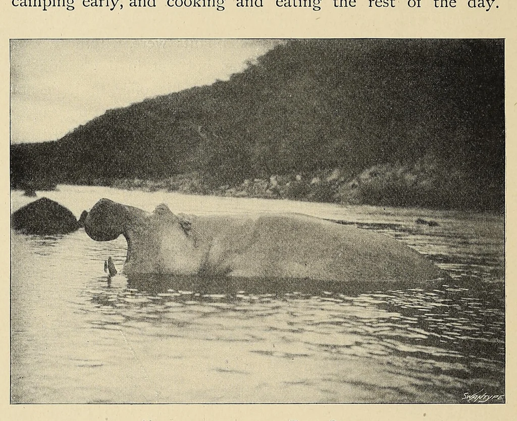 An illustration from Elephant-hunting in East Equatorial Africa : being an account of three years' ivory-hunting under Mount Kenia and among the Ndorobo savages of the Lorogi Mountains, including a trip to the north of Lake Rudolph, 1898, leaf 42