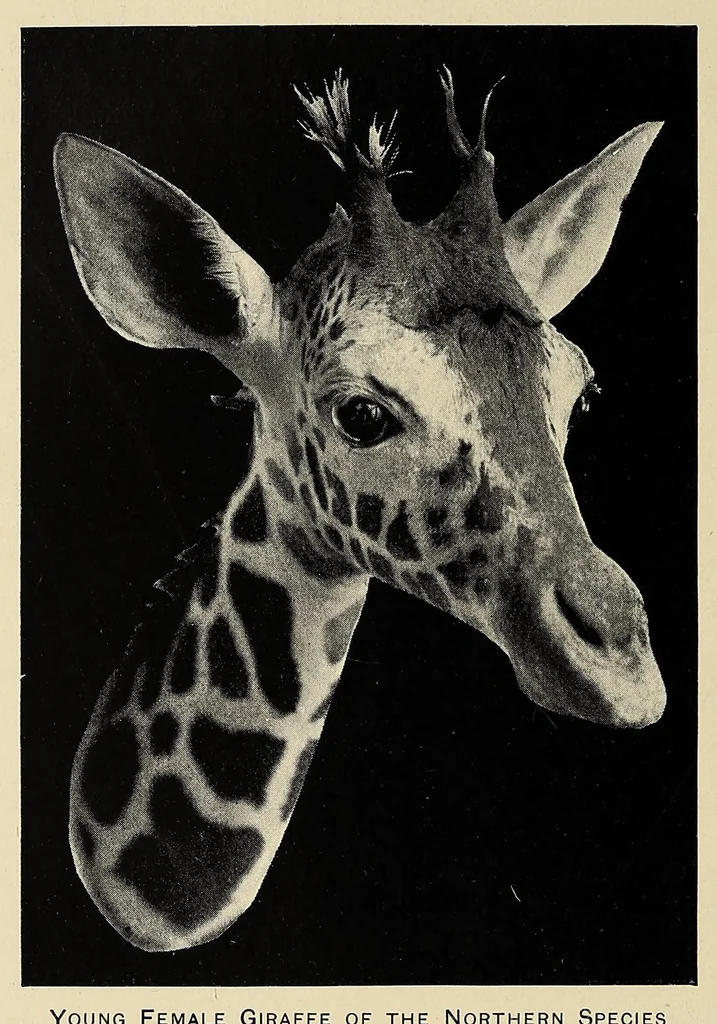 An illustration from Elephant-hunting in East Equatorial Africa : being an account of three years' ivory-hunting under Mount Kenia and among the Ndorobo savages of the Lorogi Mountains, including a trip to the north of Lake Rudolph, 1898, leaf 446