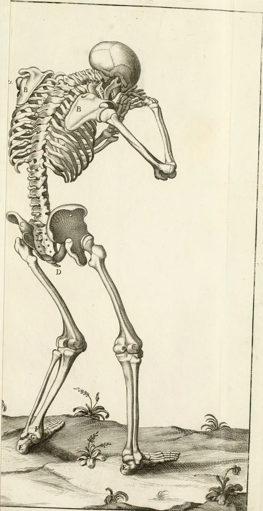 An illustration from El museo pictorico, y escala óptica ..., 1795, leaf 782