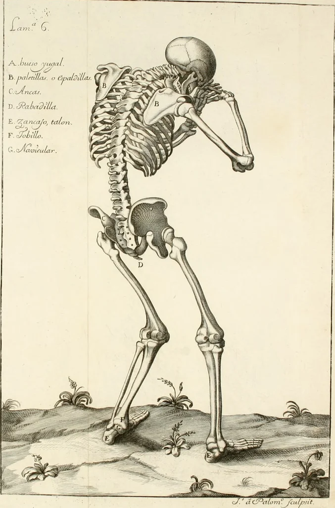 An illustration from El museo pictorico, y escala óptica ..., 1795, leaf 783