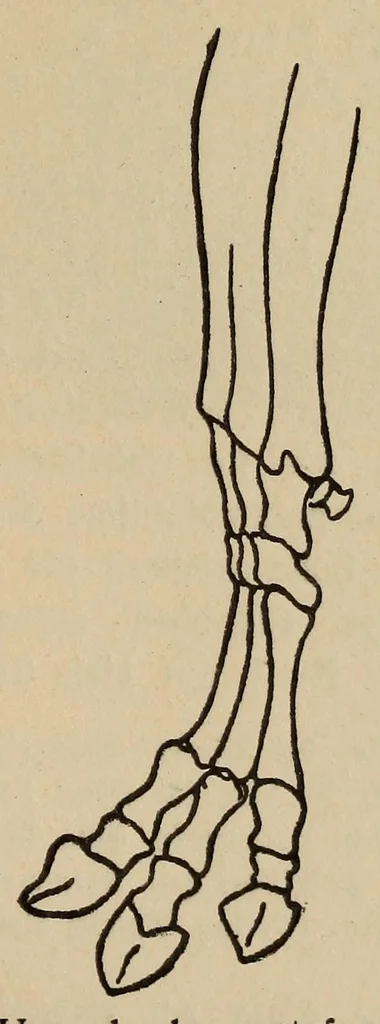 An illustration from El signo escalonado en las ideografias americanas con especial referencia a Tihuanacu .., 1913, leaf 93