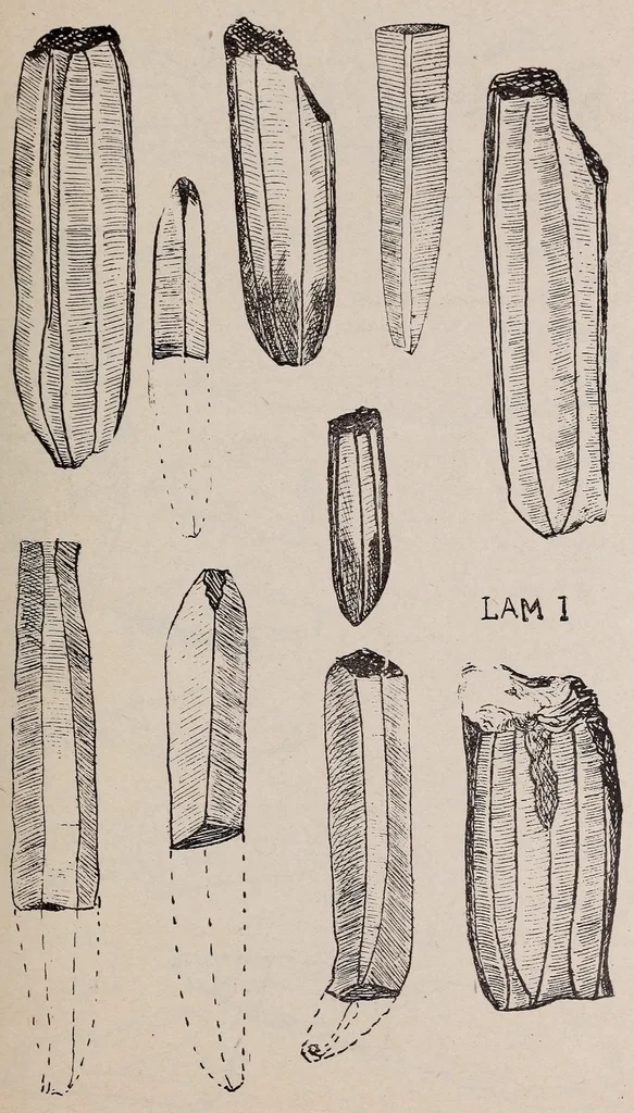 An illustration from El trabajo de la obsidiana en México : ejemplares de la colección arqueológica de la Sociedad mexicana de geografía y estadística, 1913, leaf 11