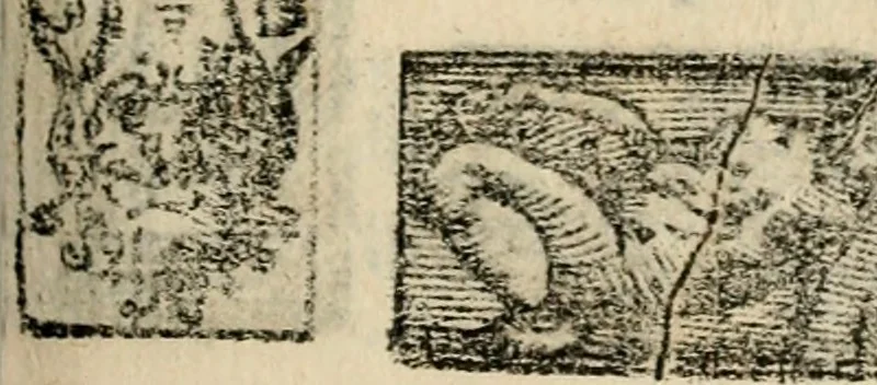 An illustration from Emblemas morales de Don Sebastian de Couarrubias Orozco, capellan del rey N.S. Maestrescuela, y canonigo de Cuenca, consultor del santo oficio, 1610, leaf 516